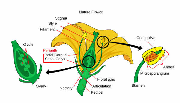 Anatomy of Flower